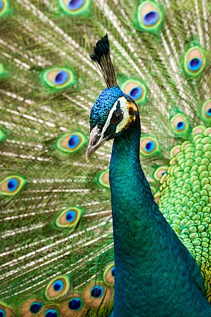 Pavo cristatus Phasianidae 02