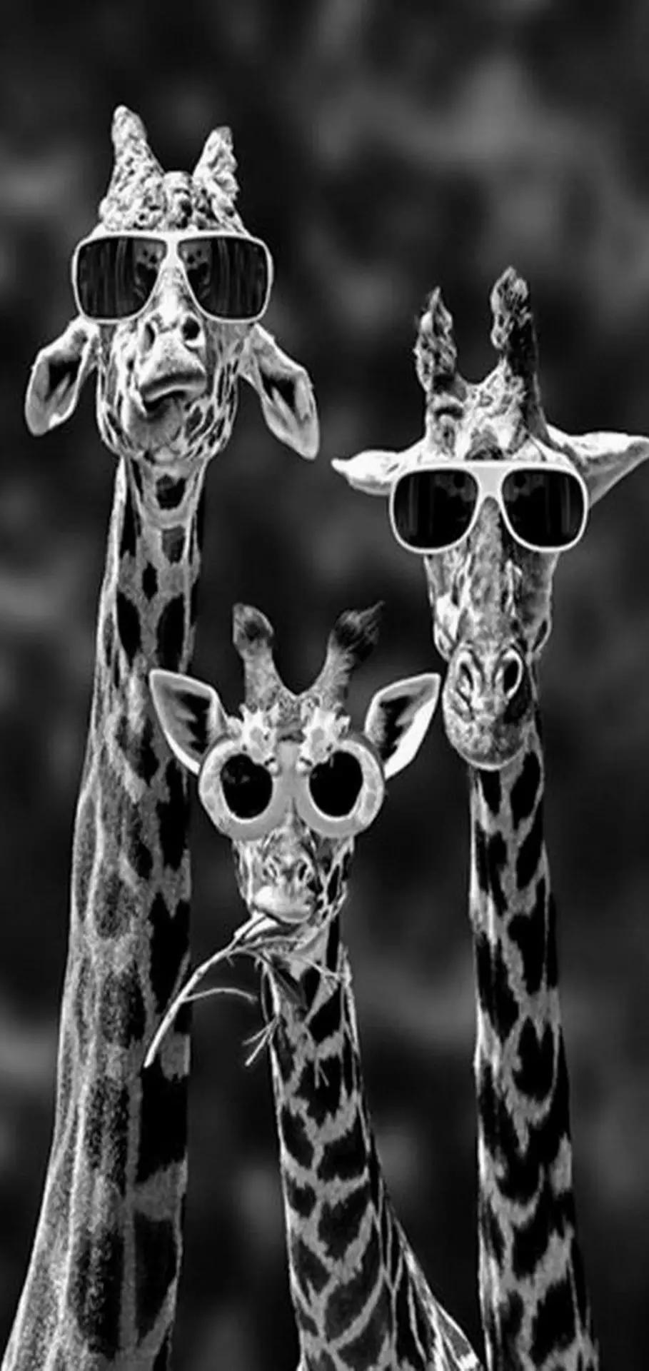 Funny Giraffes-3a835c19-94f7-3b47-b3fc-6