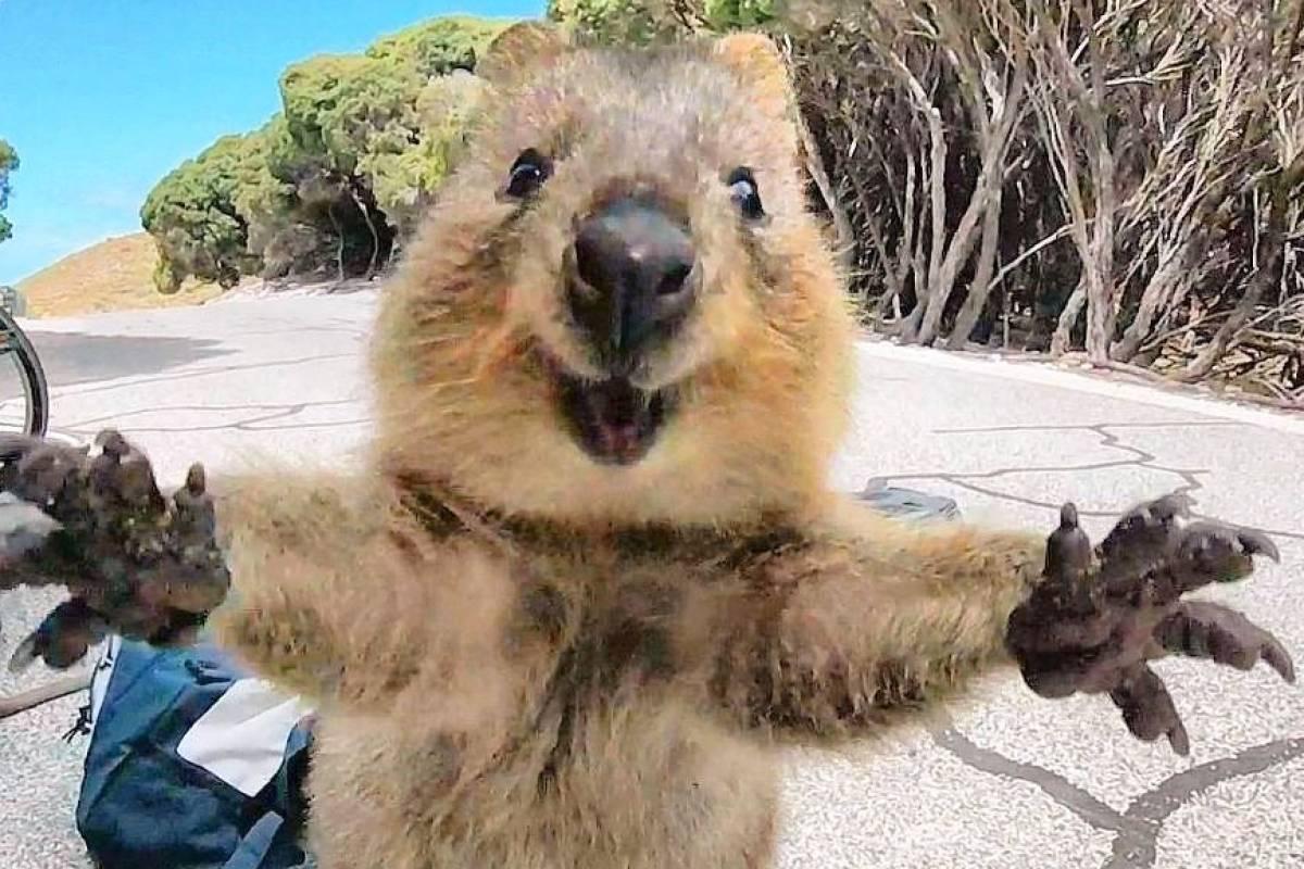 quokkaselfie-campbell-jones-0d4640f7-6b6