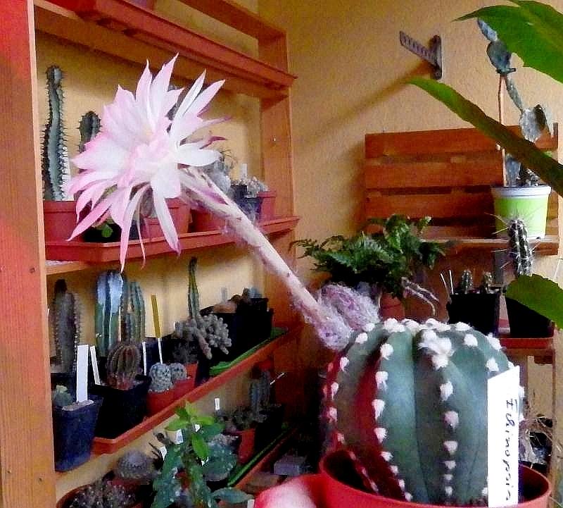  KK 0266 Echinopsis 2