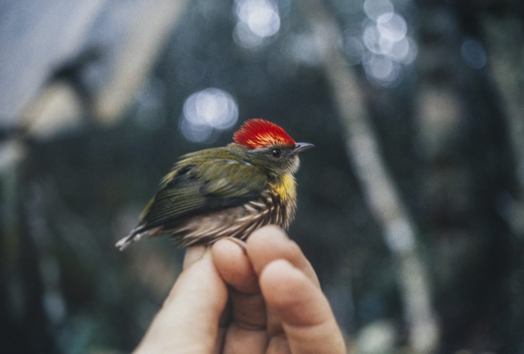 0 Machaeropterus eckelberryi