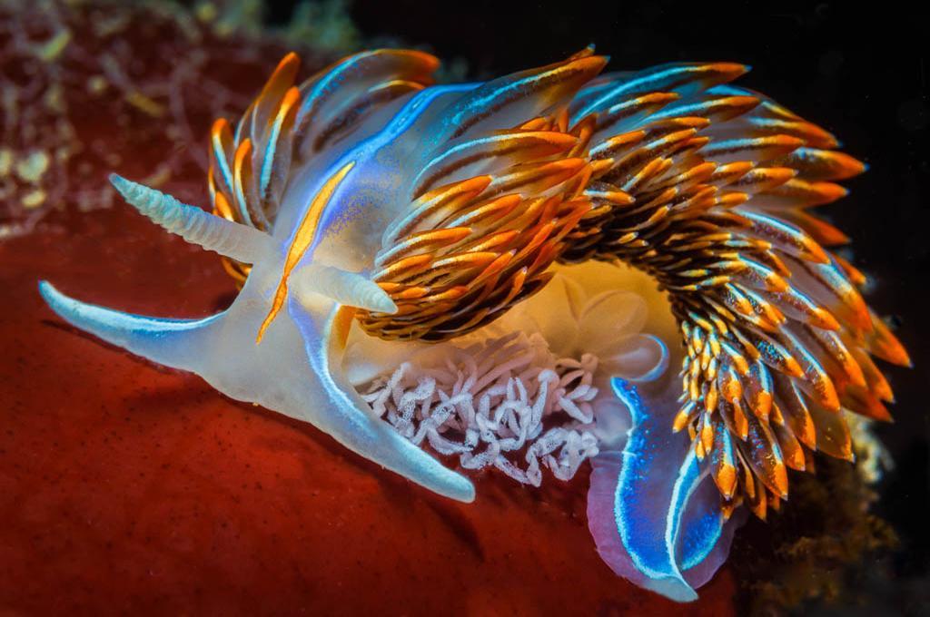 1. opalescent nudibranch hermissenda cra