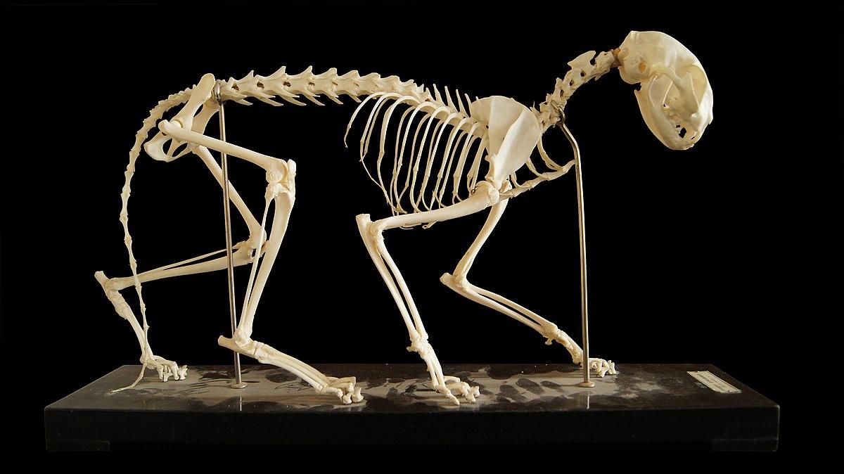 1200px-Felis catus skeleton noBG