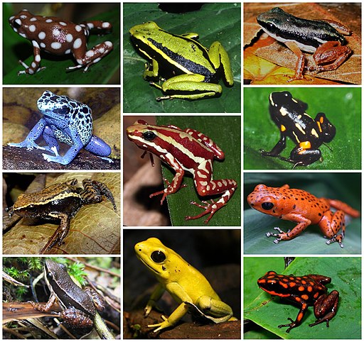 Dendrobatidae Diversity