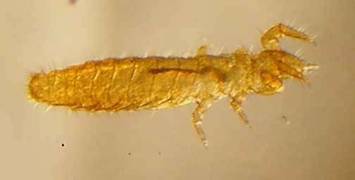 Protura 28Acerentomon species29 microgra