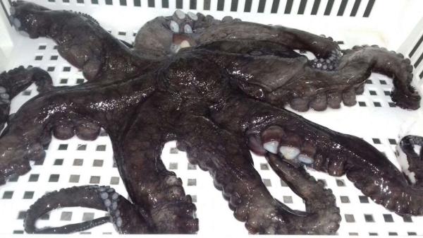 Octopus-Mimus-1