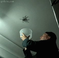 1277193438 huge-spider-on-the-ceiling 2