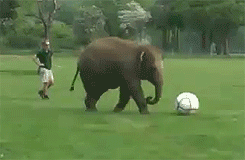soccer elephant