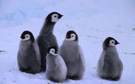 large-Emperor-Penguin-Chick-photo