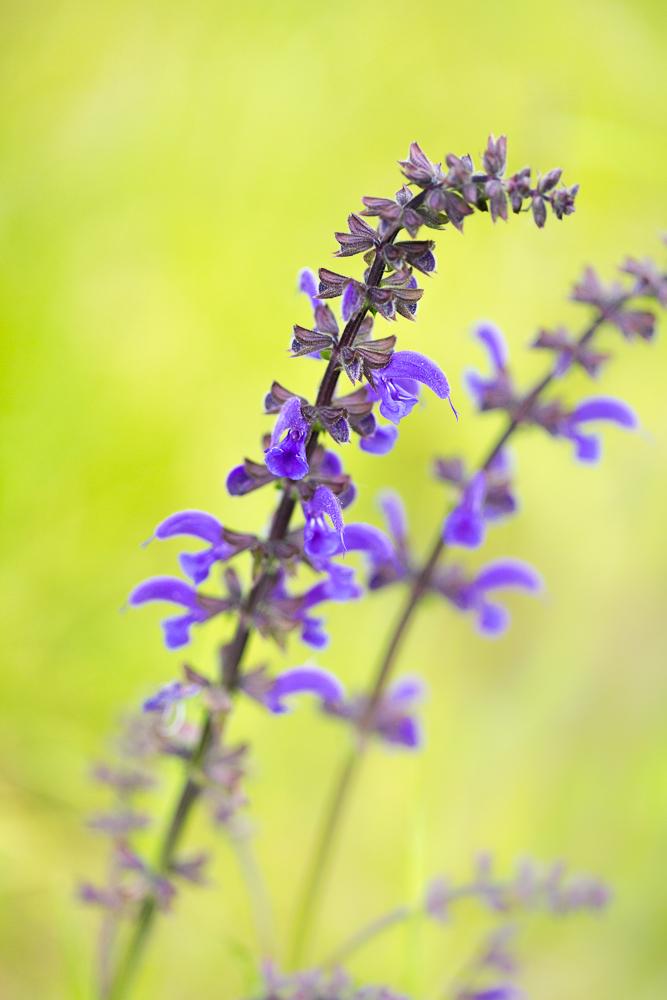 Wiesensalbei Salvia pratensis