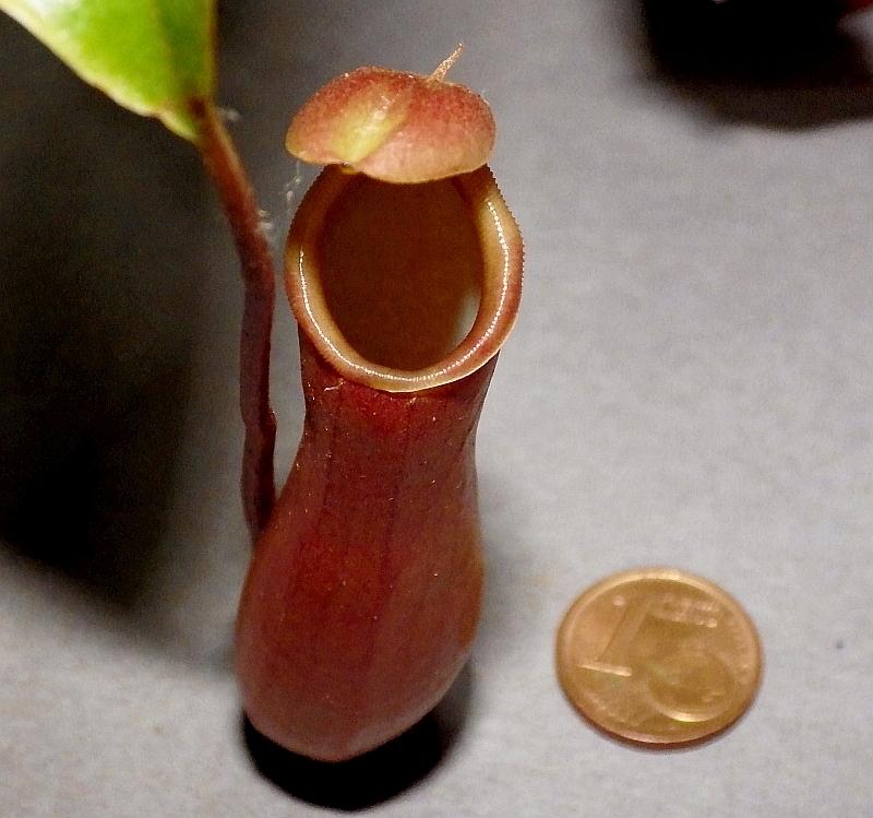  KK 0452 Nepenthes 30.9.19