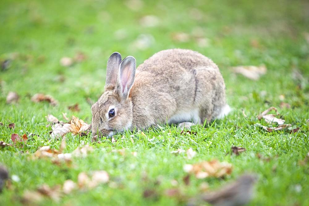 wildkaninchen3