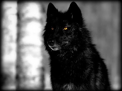 9f5033 blackwolfhdwallpapers201305