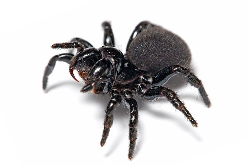 800px-Mouse spider