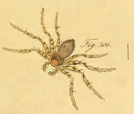 Artamus corticinus C. L. Koch
