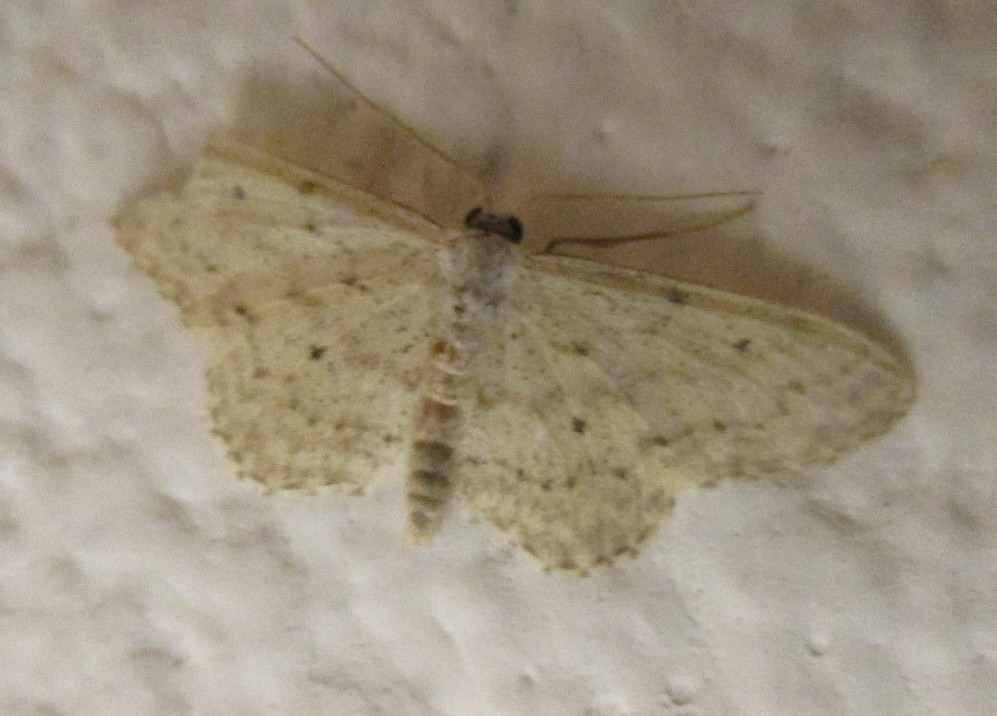 IMG 0173 - Kopie