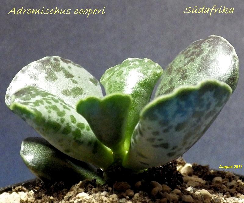  KK 6789 Adromischus cooperi 1 SA BimsMi