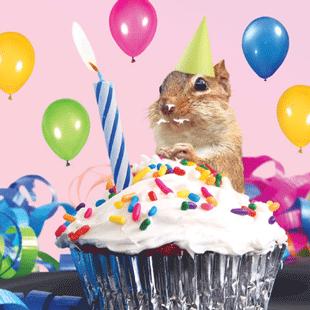 hamster-eating-cupcake-birthday-card-300