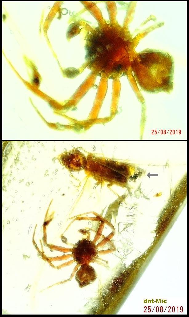 CHD00012-600 ventral - comb