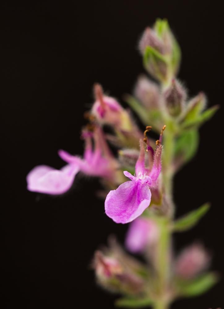 Echter Gamander Teucrium chamaedrys