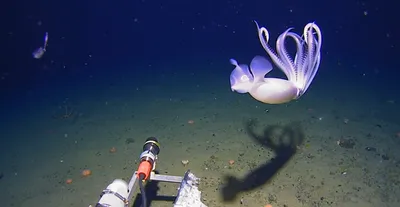 squid-s.webp