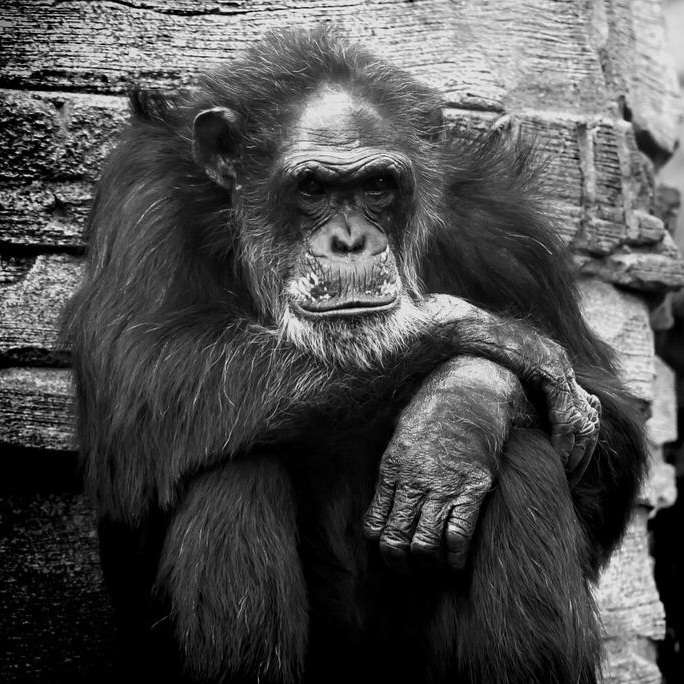 monkey-823047 960 720