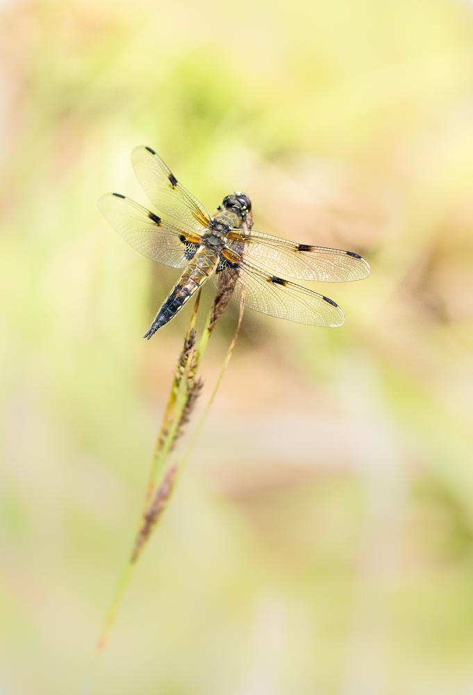  Vierfleck Libellula quadrimaculata-2