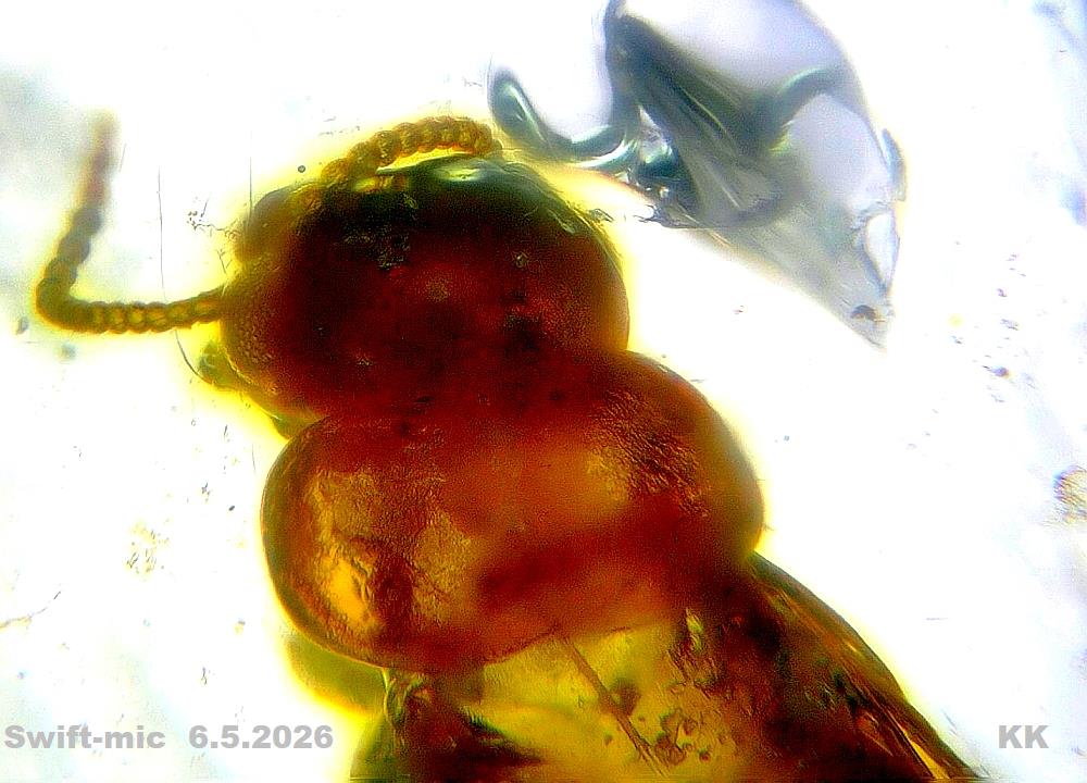 b1