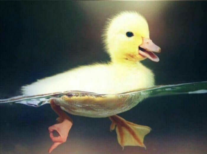 Fumos miese Spelunke Little-duck