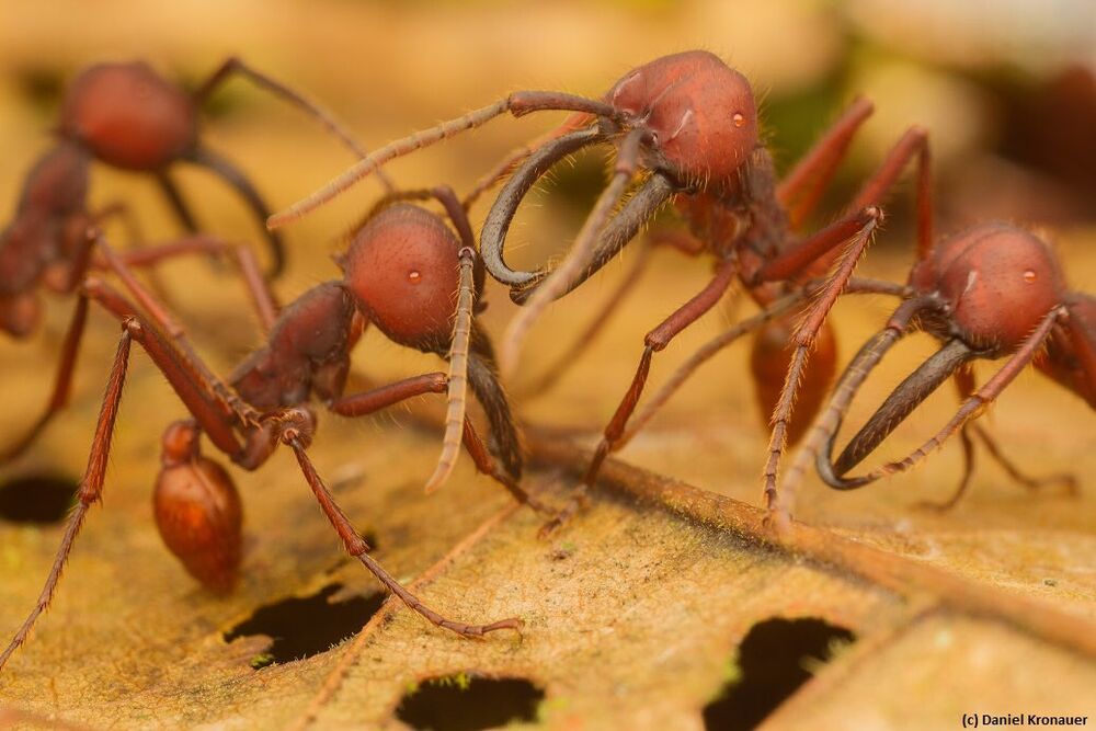 1000px-Eciton vagans La Selva Costa Rica