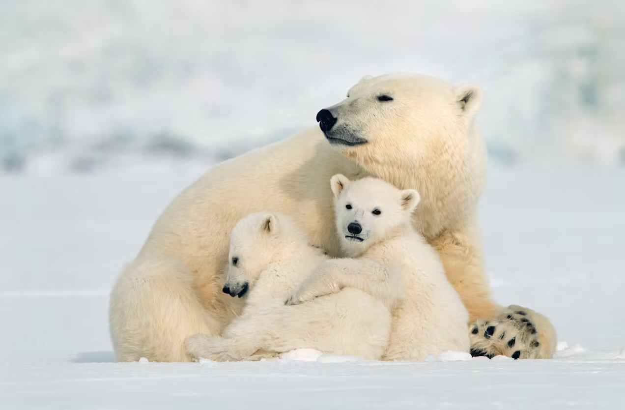 39-5315425c151b00bfbe0