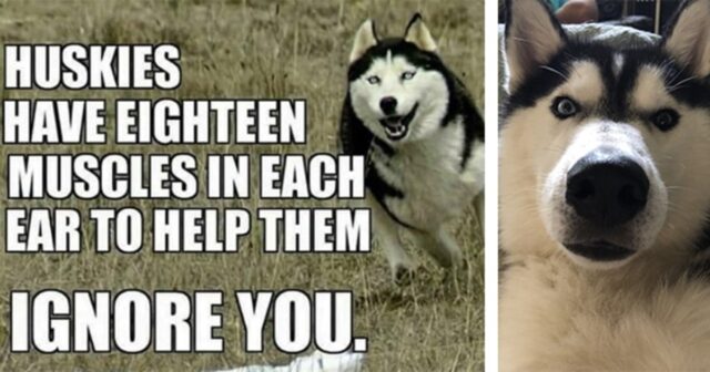 husky igno meme - Copy