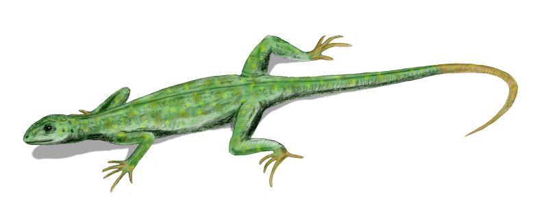 Petrolacosaurus BW