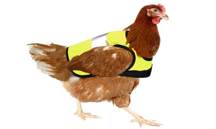 High vis chicken jacket yellow mobile