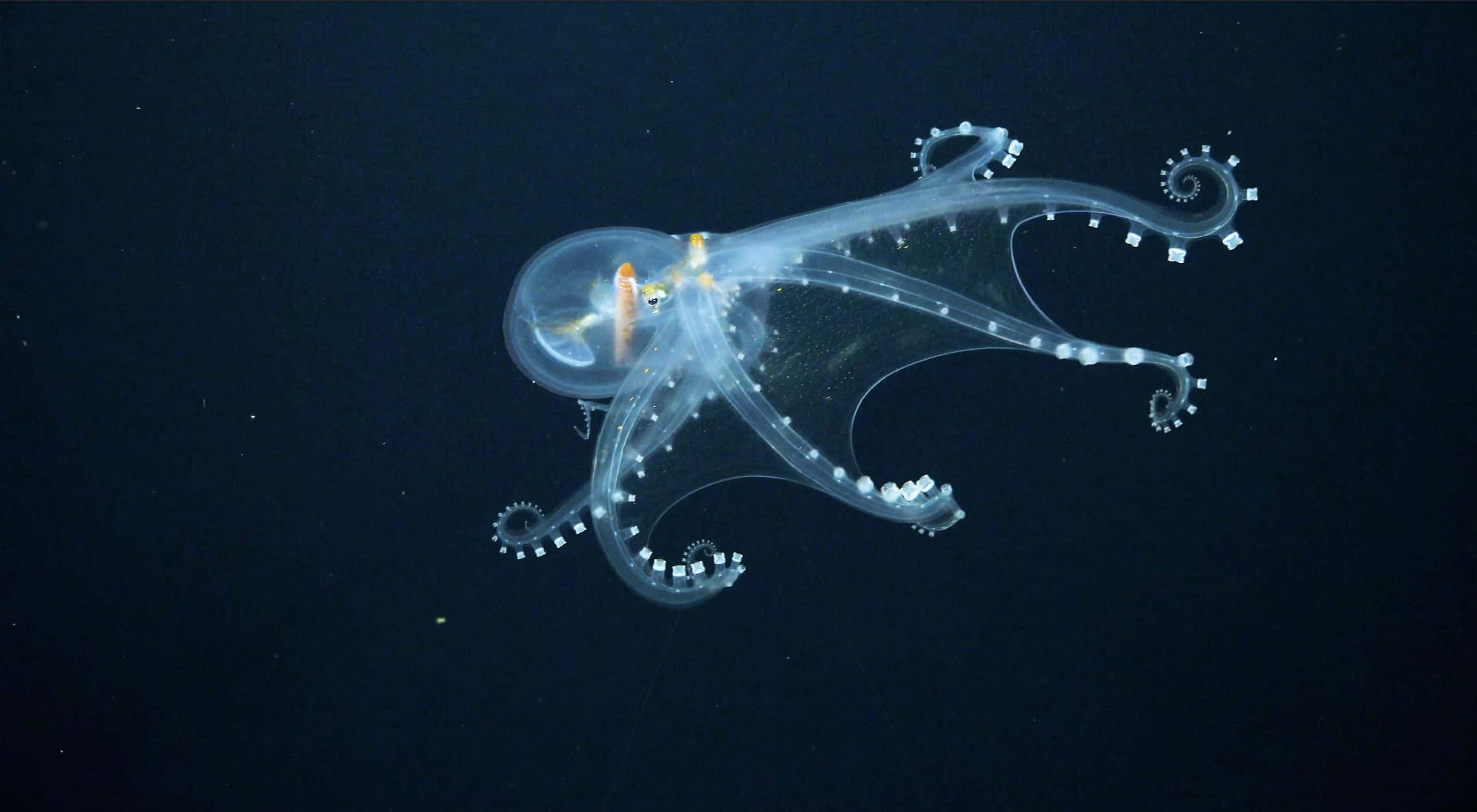 feature-glass-octopus-from-Schmidt-Ocean