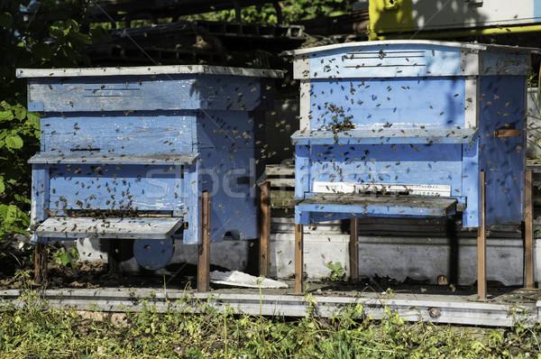 4244501 stock-photo-swarm-of-bees-fly-to