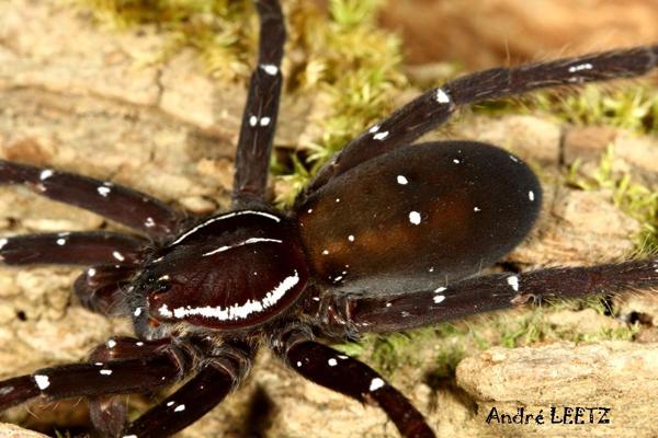 cf bogotensis peru2