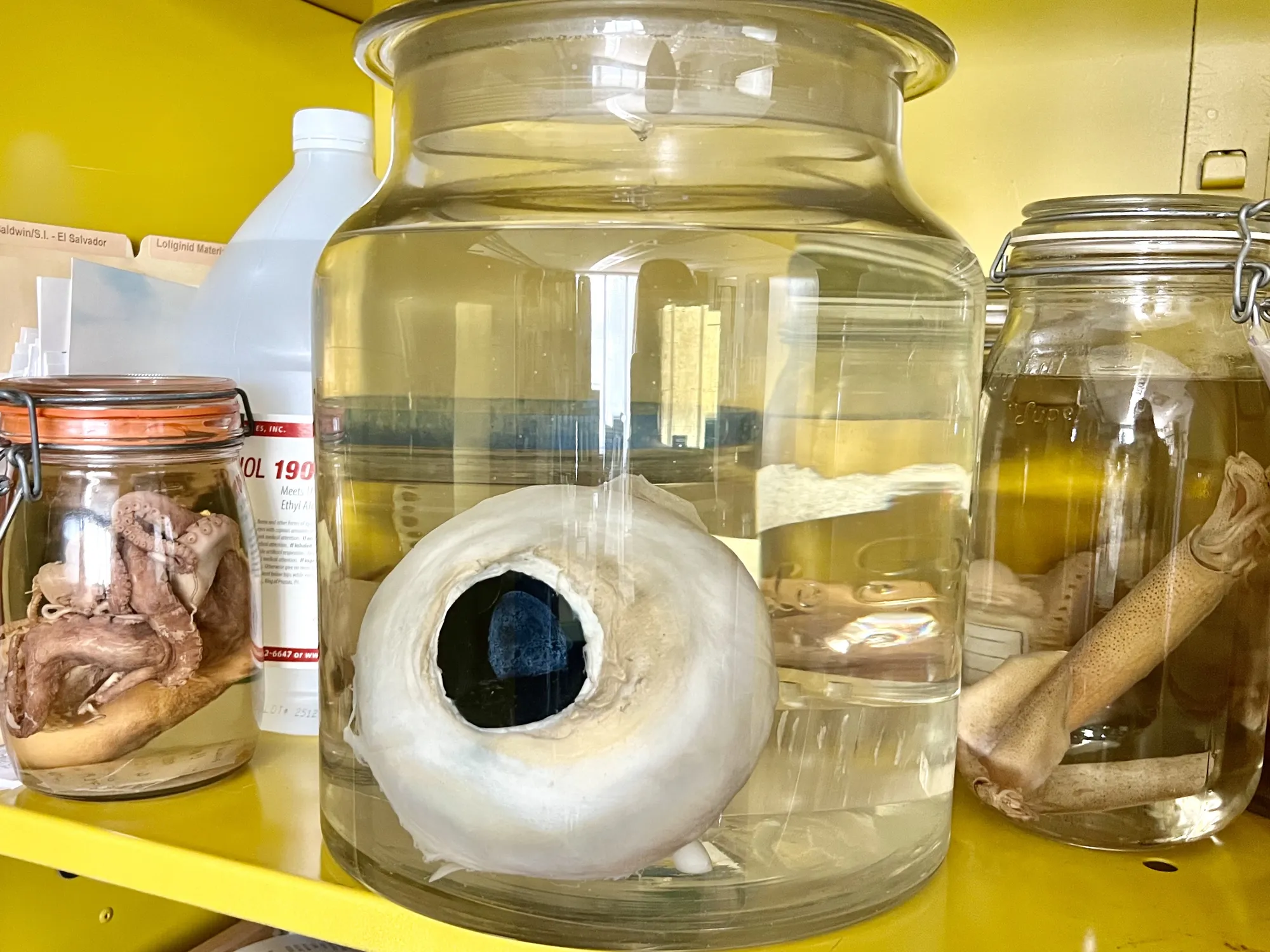 squid eye header.webp