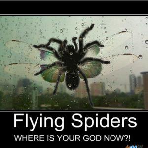 flying-spiders fb 2539907