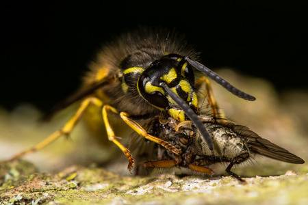 63010362-common-wasp-vespula-vulgaris-wi