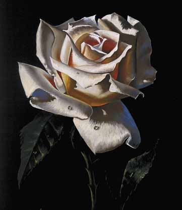 white rose