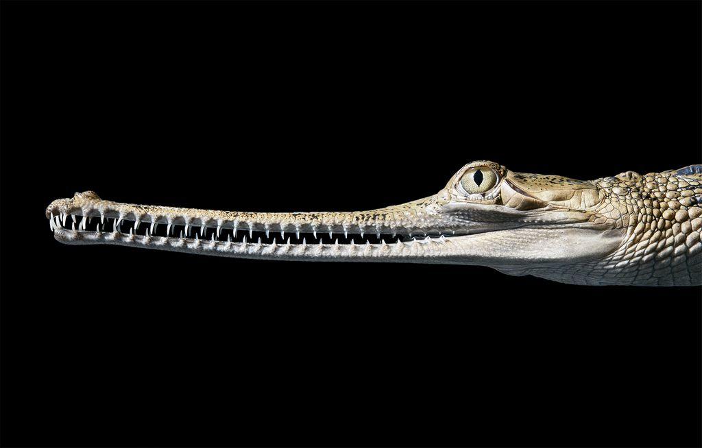 Gangesgavial-seltene-Tiere