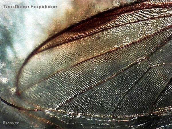 Empididae 2-600