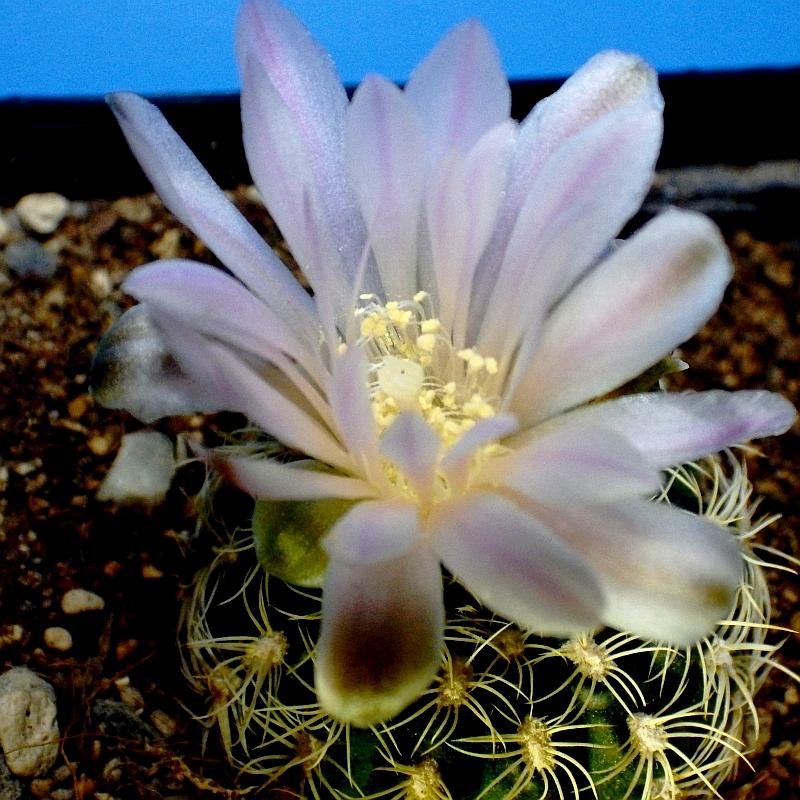  KK 9812 Gymnocalycium bruchii