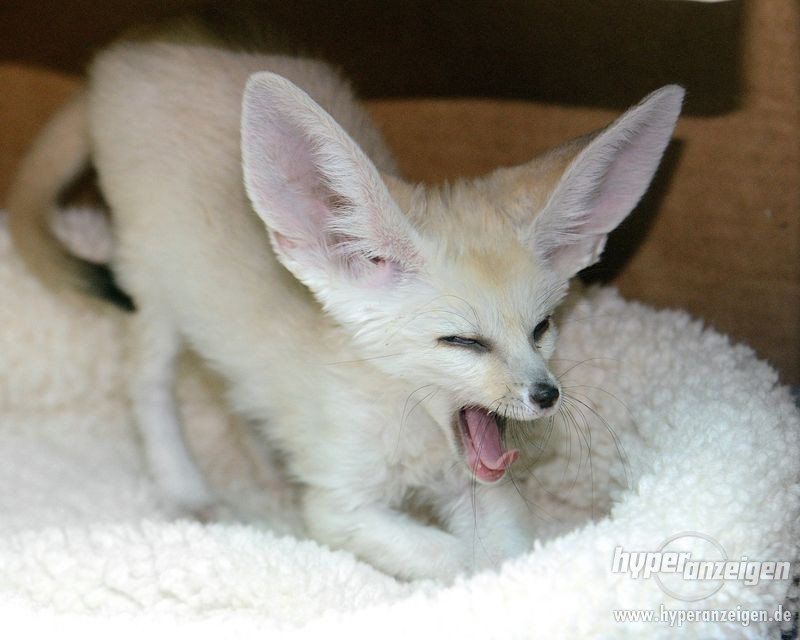 831715-zwei-fennec-fox-zum-verkauf-1