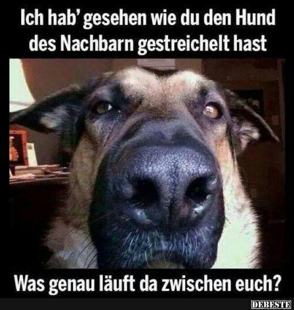 Lustige-Hunde-Bilder-mit-Spruchen-1