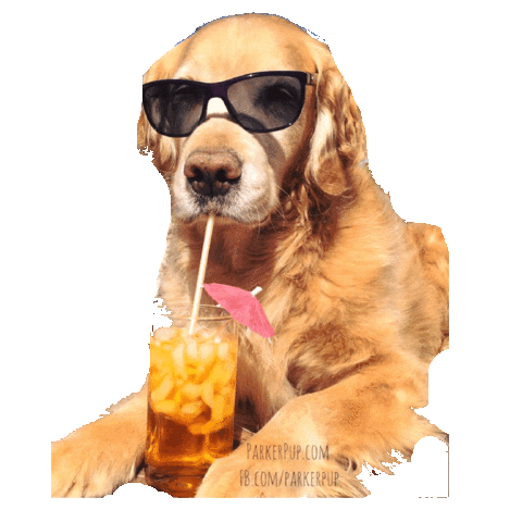 giphy 3twetawgfgrtaq44werta