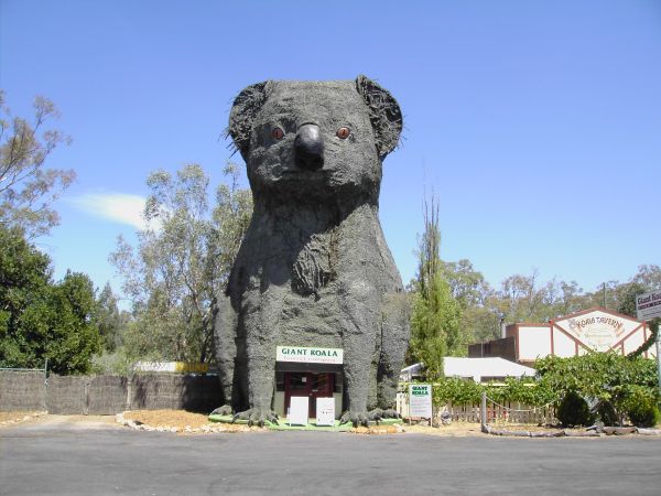 Giant Koala