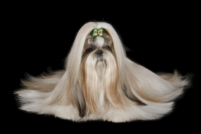 Shihtzu-Fell-Pflege