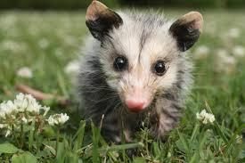 opossum